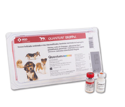 Quantum Dog DA2PPvL