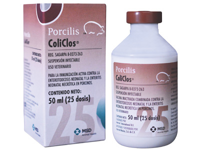 Porcinos_porcilis Coliclos