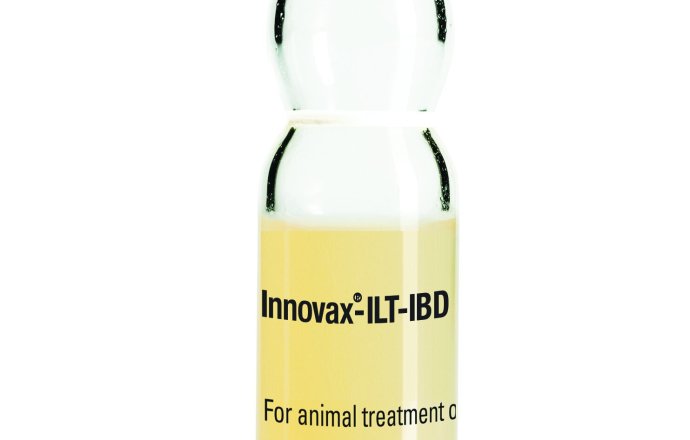 FUdion ILT - IBD