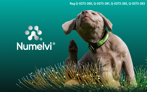 Descubre Numelvi®